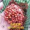 2020年秋季供应 东北抗寒百花花楸 花楸价格 花楸批发 花楸报价