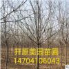 苗圃促销 紫叶稠李批发 工程绿化紫叶稠李报价 建圃小苗紫叶稠李