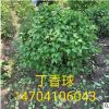基地销售树球：《丁香球》0.8-2米 规格齐全 树形优美 价格优惠