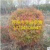苗圃销售:精品 珍珠绣线菊球 珍珠绣线菊绿篱 珍珠绣线菊小苗