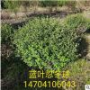 基地直销树球蓝叶忍冬球树形优美批发蓝叶忍冬绿篱苗