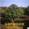 苗圃基地直销:精品五角枫树球 五角枫杆球 规格齐全 价格优惠