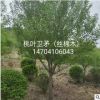 东北苗木直销：园林绿化树苗《拧劲槭》树形优美 拧劲槭小苗批发