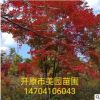 林场直销: 精品《丛生九角枫》九角枫小苗 价格优惠 常年批发