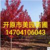 苗圃直销:绿化工程风景树《美国红枫》精品美国红枫 树形优美