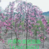 苗木销售:《垂丝海棠》垂丝海棠接穗 树形优美 批发优惠