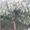山东泰安樱花种植基地 4-15公分樱花批发 5公分染井吉野樱花