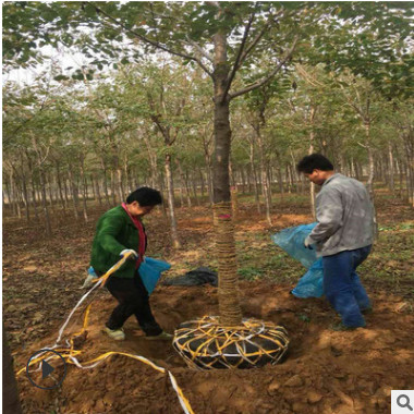 清地处理10公分樱花树 晚樱种植基地欢迎实地考察订货