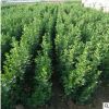 80-1米高北海道黄杨批发 规格多样绿化苗现货出售 欢迎实地定苗