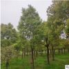 庭院绿化香樟树苗庭院植物小叶香樟四季常青植物南北方种植批发
