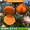 红美人橘子 当年嫁接小苗两年移栽当年结果苗橘子果树苗 苗圃批发