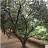 胡柚树 高度4米50冠4米左右 苗圃直供批发园林植物