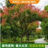 黄山栾树树苗小苗庭院风景树 北京栾树行道树栾树小苗量大可谈