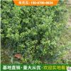 金边黄杨冬青小苗庭院花园植物工程绿化带苗木观叶常绿篱类花灌木