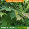 各种规格枫香树 枫香小苗枫香树苗 庭院观叶树种工程绿化小苗批发