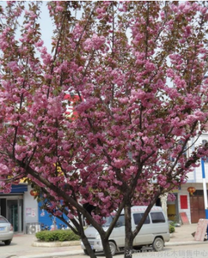 项羽 樱花，樱花苗 樱花厂家