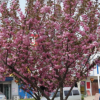 项羽 樱花，樱花苗 樱花厂家