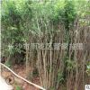 批发丛生花石榴 高度1.5米 冠幅1米的 多杆石榴树 有4-8个分支