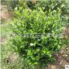 批发80-1米的含笑球 绿化用醉香含笑球 大量供应