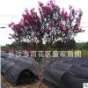 批发丛生紫薇 高度2米 冠幅1米 苗圃直销 量大优惠