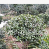 批发80CM大的茶花球 湖南精品茶花球 价格实惠 树形优质