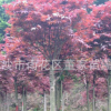 红枫批发 3-5-7公分的红枫树苗 湖南基地最新价格 欢迎采购