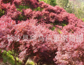批发销售湖南鸡爪槭 树形美丽 色彩鲜艳 保质保量 价格低