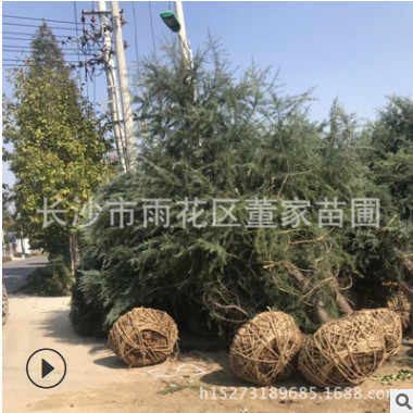 批发供应雪松 雪松树 1.5-2-3米高湖南雪松绿化工程苗 规格齐全