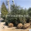 批发供应雪松 雪松树 1.5-2-3米高湖南雪松绿化工程苗 规格齐全