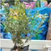 花叶女贞（ 银姬小腊）价格 绿化工程小区园林供应 福建基地直销