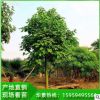福建火焰木基地直销批发 园林景观工程供应 量大从优