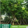 福建羊蹄甲基地直销批发 庭院园林景观工程供应 量大从优