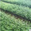 福建 七里香 九里香 庭院阳台园林绿植观赏 驱蚊植物基地供应批发