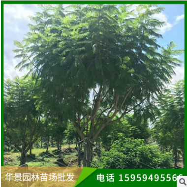 蓝花楹 庭院种植观景绿化工程基地直售规格齐全大量批发