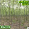 青柳树苗批发 园林工程绿化苗木 公园观叶植物风景树速生柳树苗