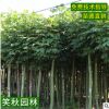 基地直销青桐树苗 园林观赏植物落叶乔木 小区行道风景树梧桐树苗