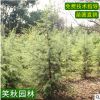 雪松树苗基地批发 庭院工程护坡绿化植物 园林观叶苗木雪松小苗