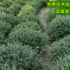 供应龟甲冬青球 小区行道绿篱植物 园林工程绿化苗木道路冬青球