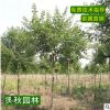 基地直销五枫树苗 园林观赏植物小区庭荫树街道防护五角槭小苗
