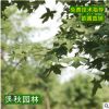 绿化日本红枫树苗 园林观叶行道风景树 庭院盆景日本红枫小苗