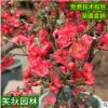 垂丝海棠苗批发园林观赏花卉苗木 风景树北美海棠树 贴梗海棠盆景
