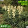 剑麻苗 园林四季常青植物 庭院绿化苗木丝兰菠萝麻水丝麻龙舌兰麻