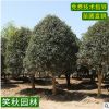 基地批发桂花树 庭院芳香花卉植物园林观赏金桂丹桂四季桂花树苗