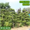 精品造型龙柏苗 道路工程风景树 园林观赏绿化苗木龙柏造型树