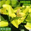 批发金森女贞小苗 园林护坡绿化杯苗四季常青盆栽金森女贞小杯苗