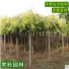 金叶榆苗基地批发 园林观叶植物庭院造型树道路防护树金叶榆树苗
