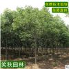 批发栾树 栾树树苗 道路工程防护树 园林观叶植物 绿化黄山栾树苗