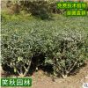 基地供应枸骨无刺构骨小苗 四季常青工程绿化苗木鸟不宿成活率高
