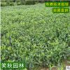 批发栀子苗 栀子花树苗 庭院观赏花卉盆栽绿植芳香植物大叶栀子花