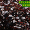 批发连翘苗 金边连翘小苗 道路工程绿化花坛植物多枝黄老虎小苗